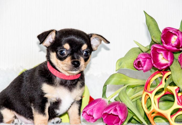 Wunderschöne reinrassige Chihuahua-Welpen.