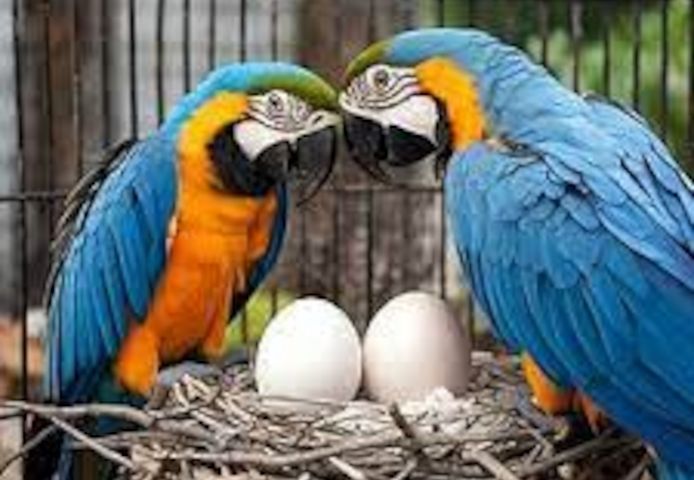 Frische, fruchtbare Vögel und Eier zu verkaufen