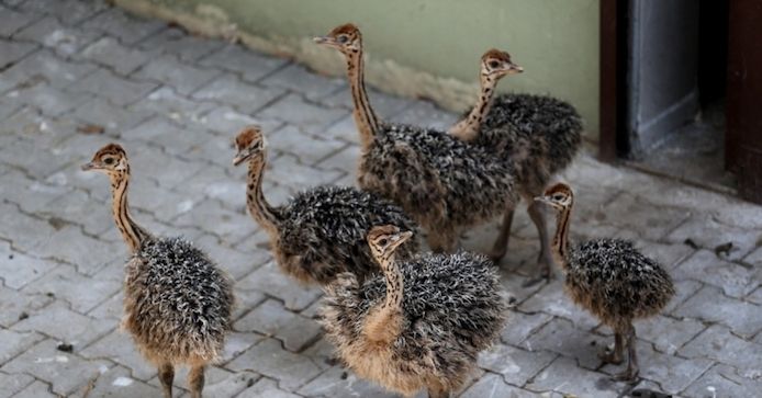 Frische, fruchtbare Vögel und Eier zu verkaufen