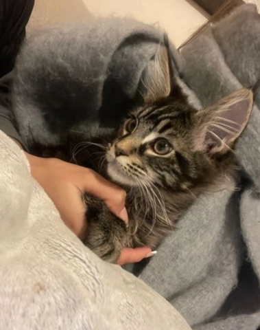 Main Coon Kitten