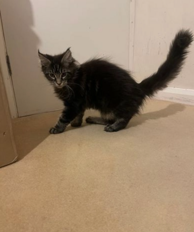 Main Coon Kitten