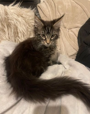 Main Coon Kitten