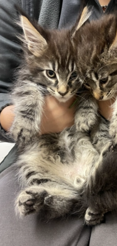 Main Coon Kitten