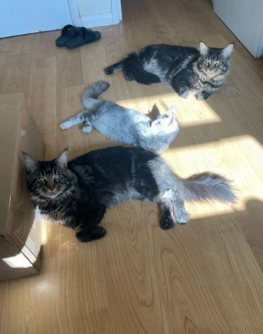 Große Maine Coon