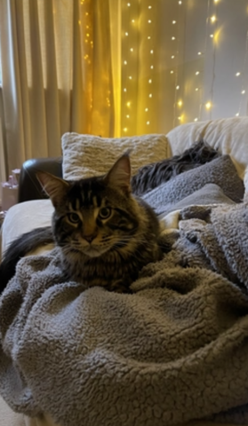 Große Maine Coon