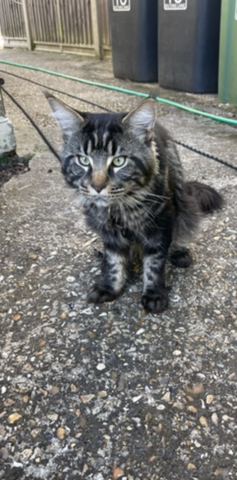 Große Maine Coon