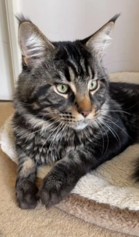 Große Maine Coon