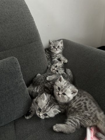 BKH kitten blue silver tabby spotted Britisch Kurzhaar katzen Babykatze