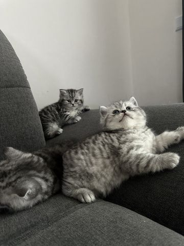 BKH kitten blue silver tabby spotted Britisch Kurzhaar katzen Babykatze