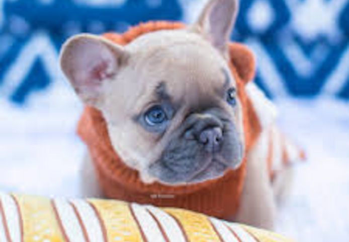 französische Bulldoggen Welpen