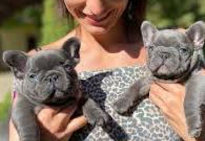 französische Bulldoggen Welpen