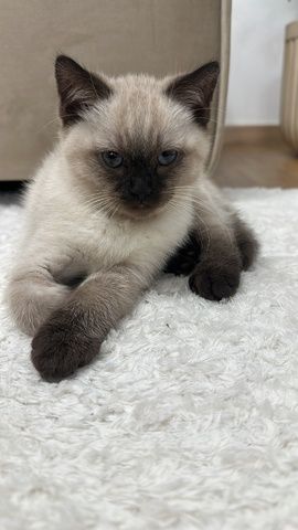 Bkh kitten mix