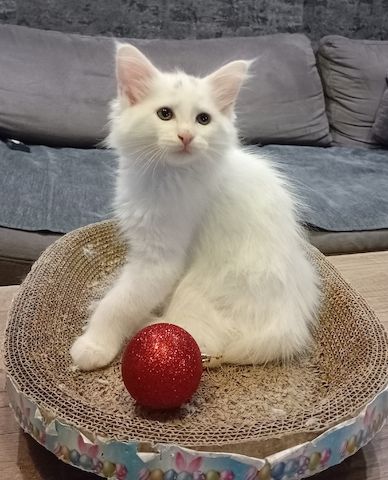 Reinrassige Maincoon Kitten