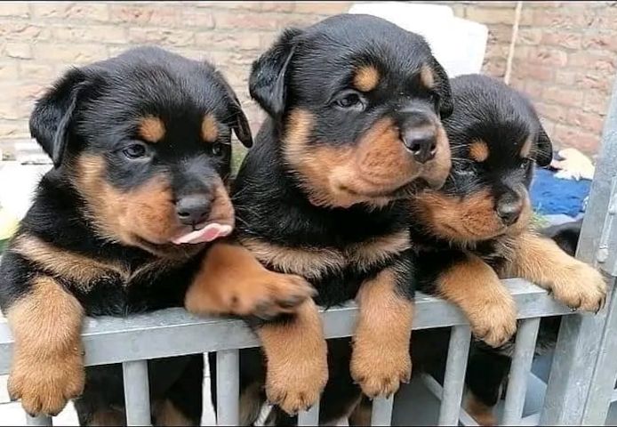 Reinrassiger Rottweiler Welpen