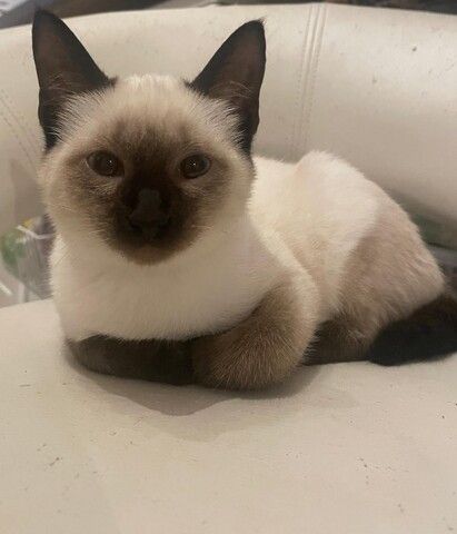 Süße Siams - Kitten mit 5 Monaten abzugeben