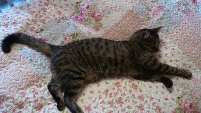 Schwarzes Katerchen zu verkaufen