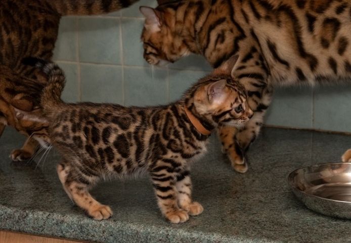 Wunderschöne Bengal Katzenbabys