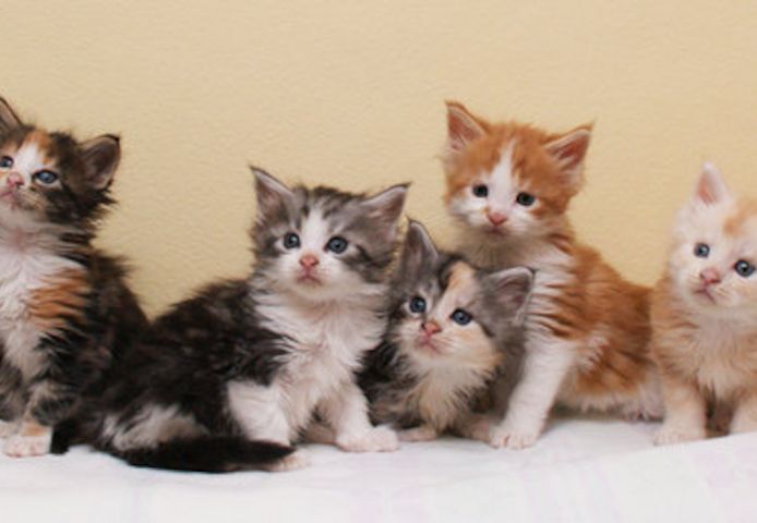 Maine Coon-WHATSAPP: +4915217519768