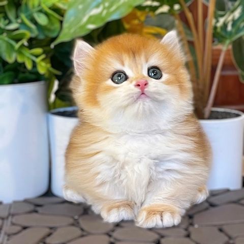 Süße Perserkatze-WHATSAPP:+4915510348975