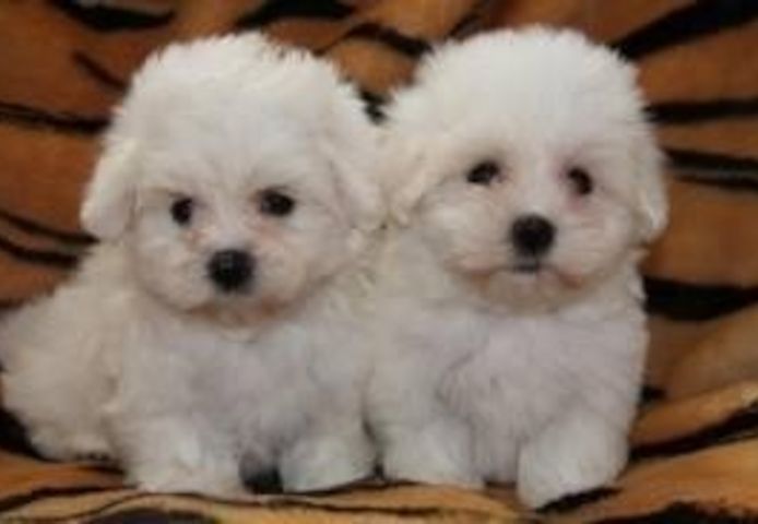 Maltipoo welpen