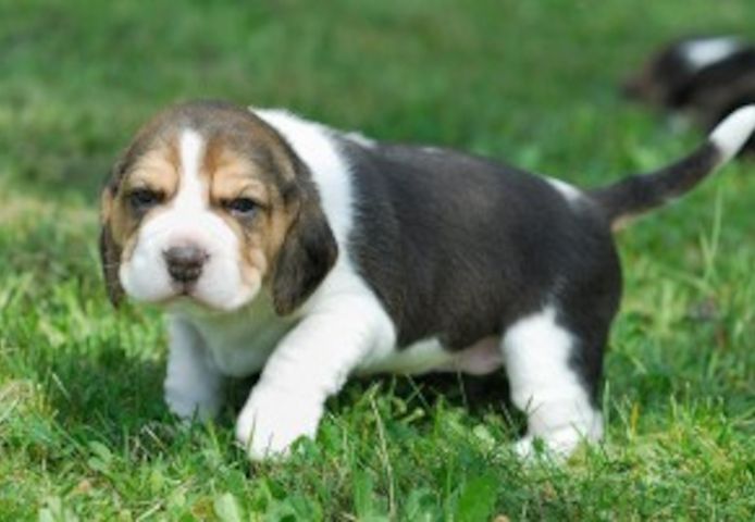 Männliche und weibliche Beagle