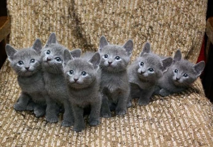 Russisch Blau Kätzchen bereit für ihr neues Zuhause