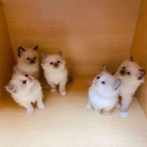 Ausgezeichnete Ragdoll Kätzchen