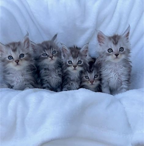 Maine Coon Kätzchen zu verkaufen.