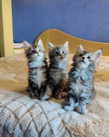 Maine-Coon-Kätzchen zu verkaufen.