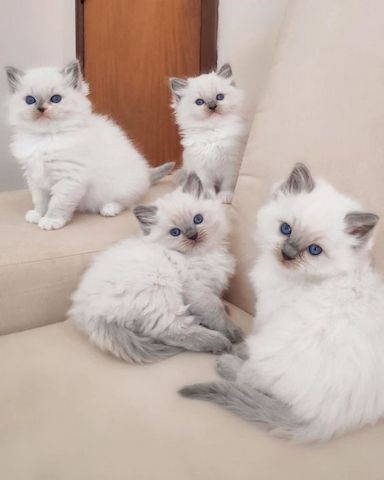 Ragdoll-Kätzchen zu verkaufen.