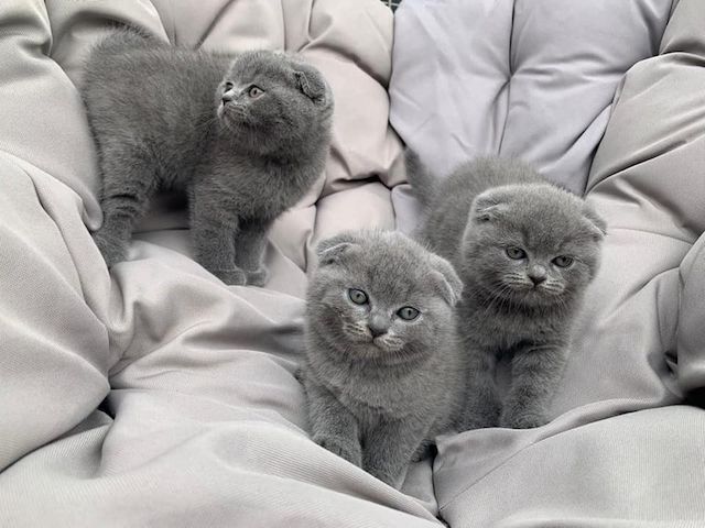 Scottish Fold Kätzchen zu verkaufen.