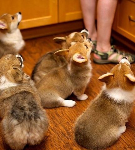 Corgi-Welpen