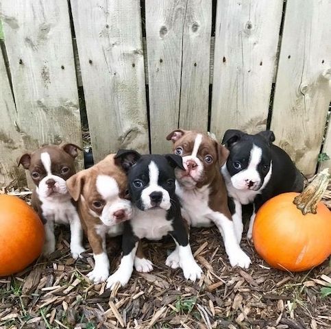 Boston-Terrier-Welpen jetzt verfügbar.
