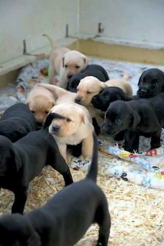 Labrador Welpen
