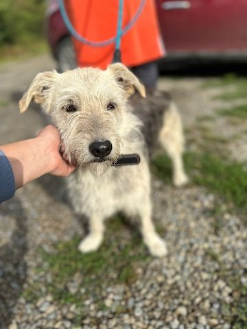 Menschenbezogene Terrier Hündin sucht dringend ein neues Zuhause