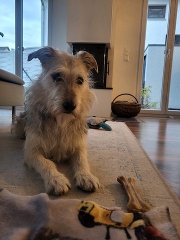 Menschenbezogene Terrier Hündin sucht dringend ein neues Zuhause