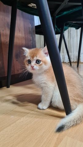 Kater bkh