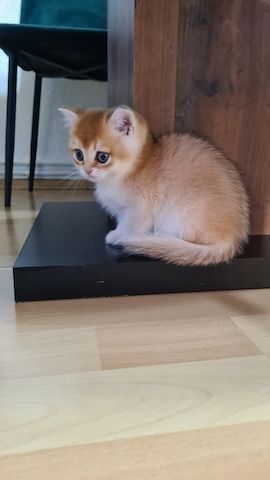 Kater bkh