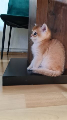 Kater bkh