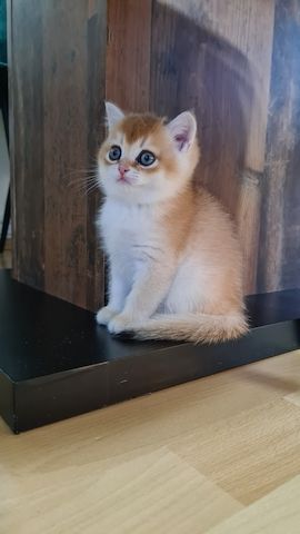 Kater bkh