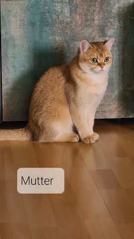Kater bkh