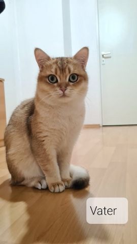 Kater bkh