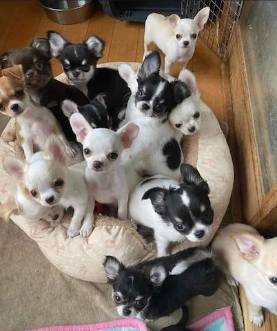 Bildschöne, reinrassige Chihuahua Welpen-