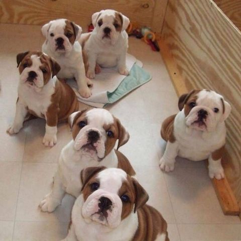 natürlich Englische English Bulldogge Welpen