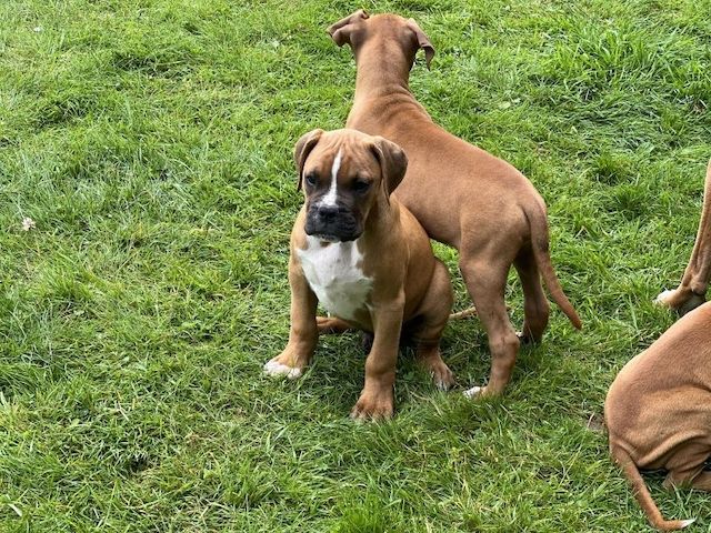 Boxerwelpen reinrassig