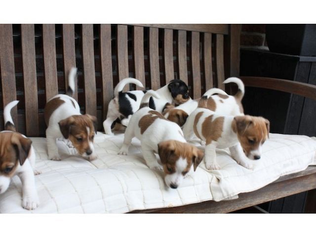 Jack-Russell-Terrier Welpen mit Papieren