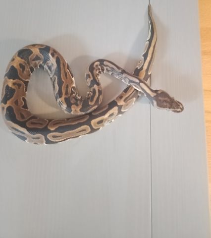 Königspython inklusive Terrarium zu verkaufen
