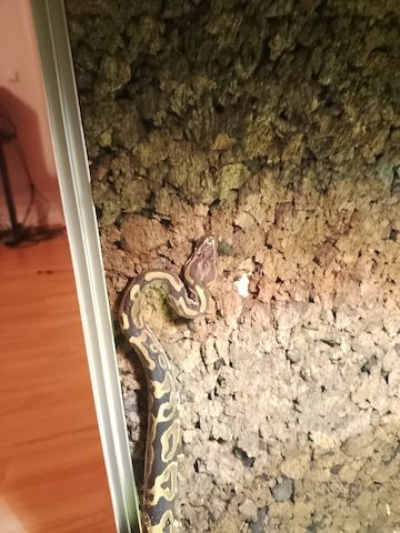 Königspython inklusive Terrarium zu verkaufen