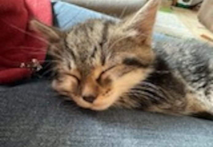Kleine Katze getigert mit weiß