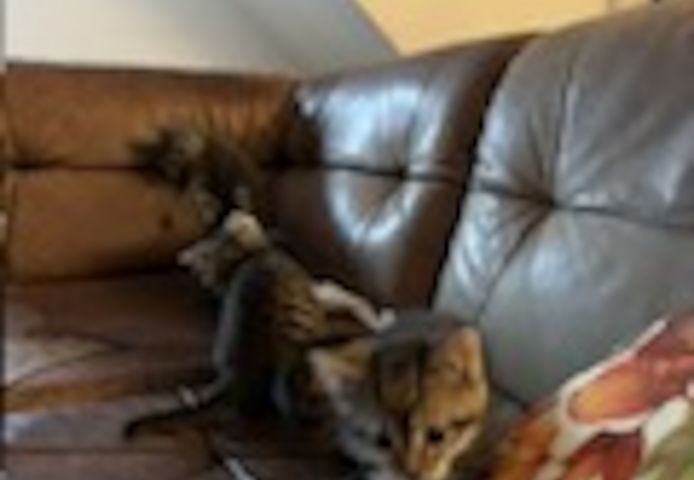 Kleine Katze getigert mit weiß
